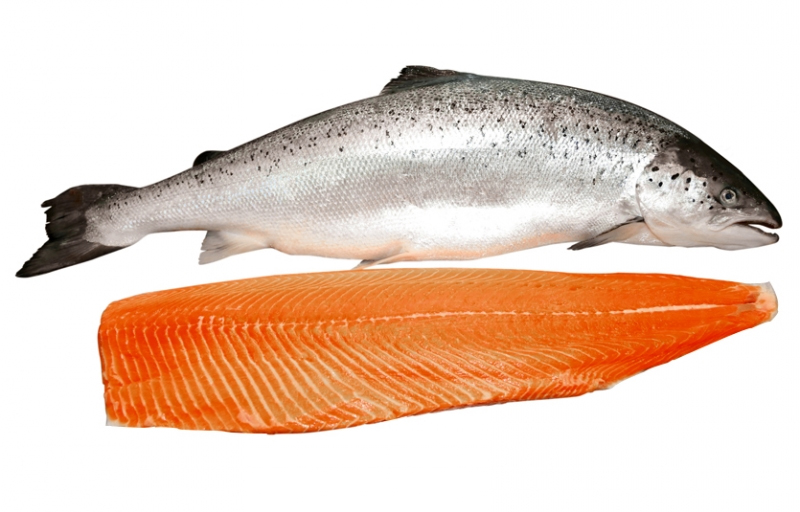 salmon fish